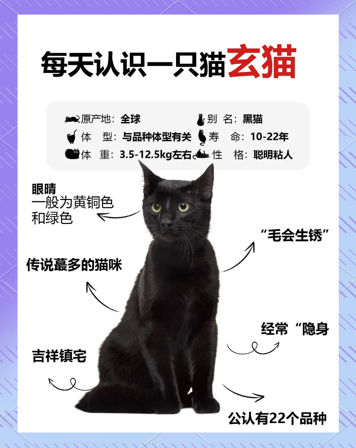 玄猫多少钱一只正常价(玄猫多少钱一只正常价格图片)