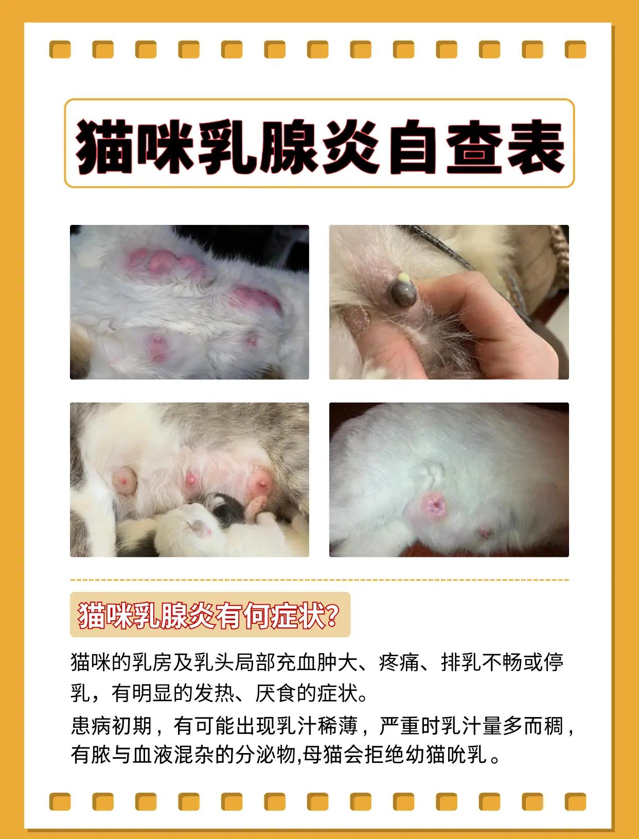 猫生产前几天有什么症状(猫咪生产前几天有什么特别反应)