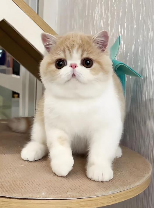 加菲猫只认一个主人吗(加菲猫只认一个主人吗为什么)