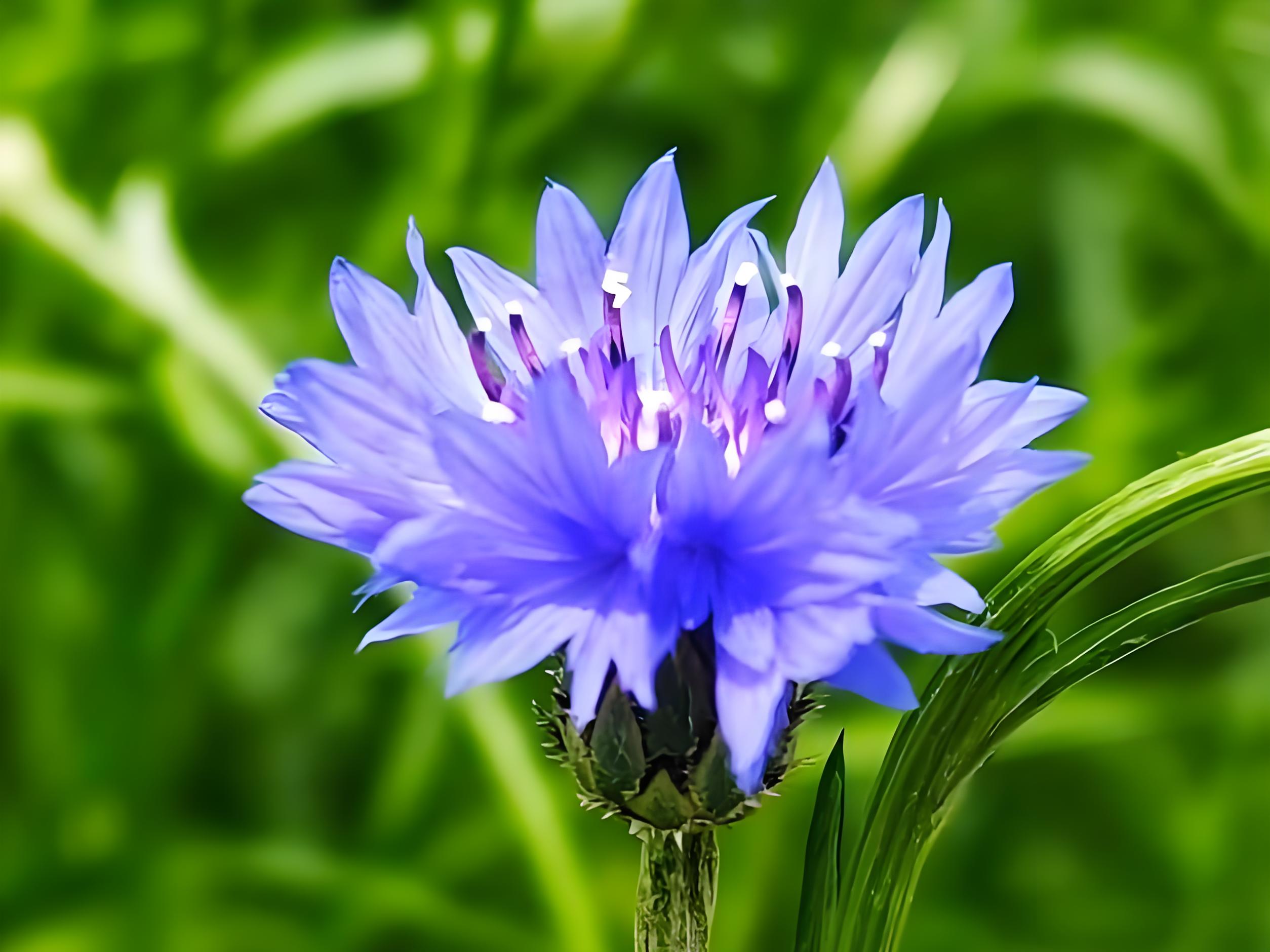 矢车菊怎么读(矢车菊还是矢车菊)
