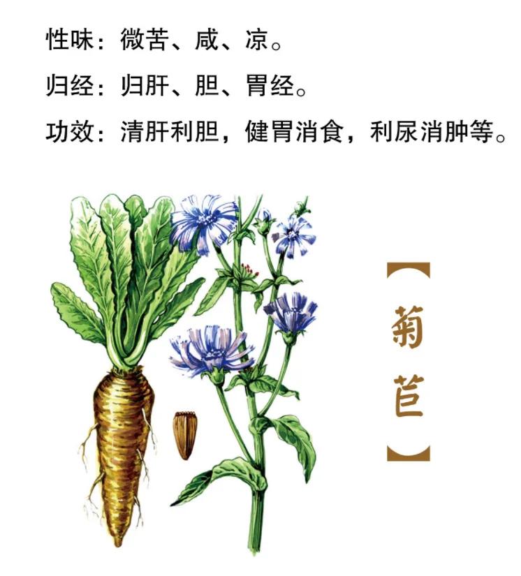 矢车菊怎么读(矢车菊还是矢车菊)