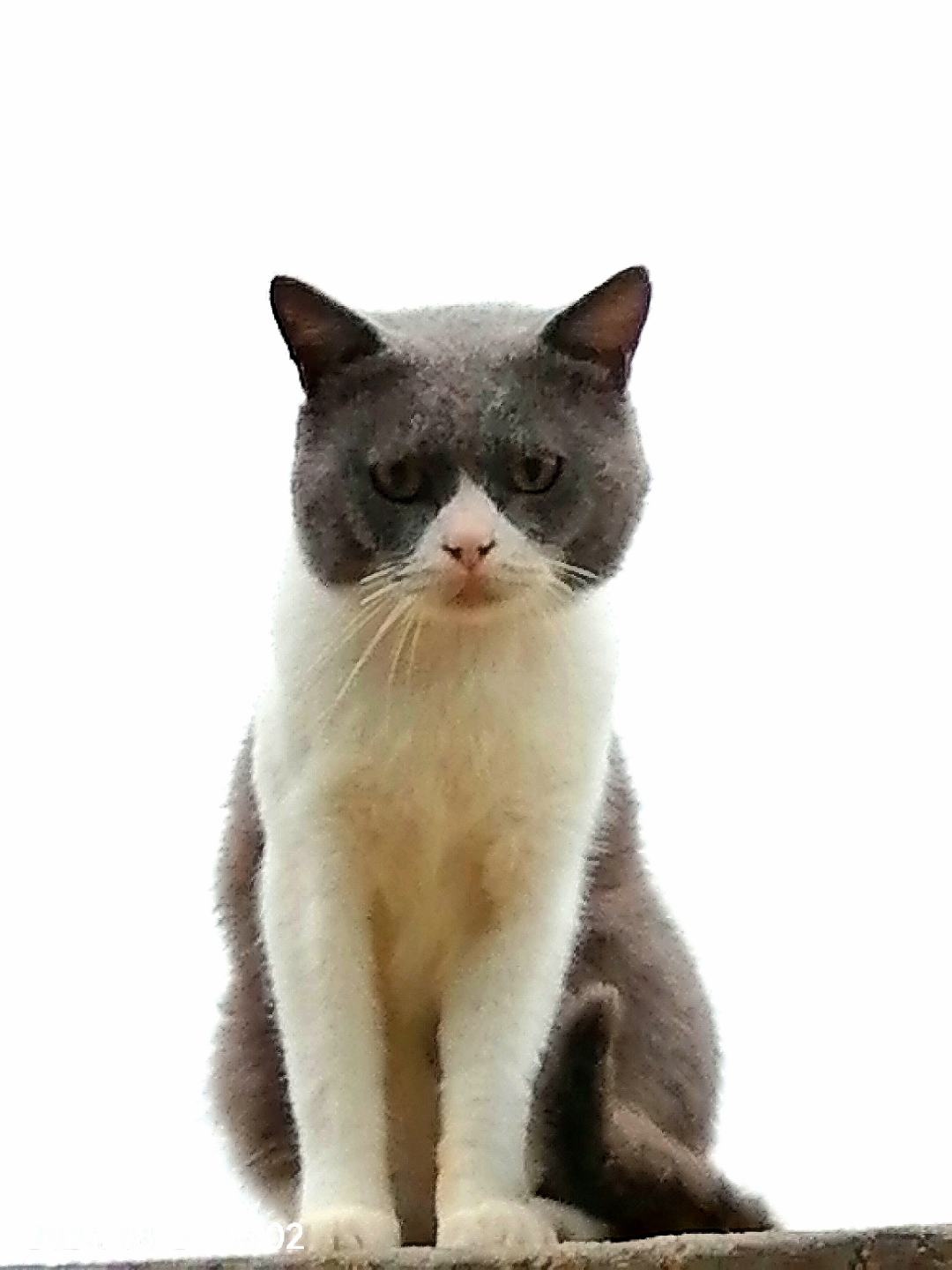 猫像卡痰一样咔咔咔(猫像是卡住嗓子一样咳) 猫像卡痰一样咔咔咔(猫像是卡住嗓子一样咳)