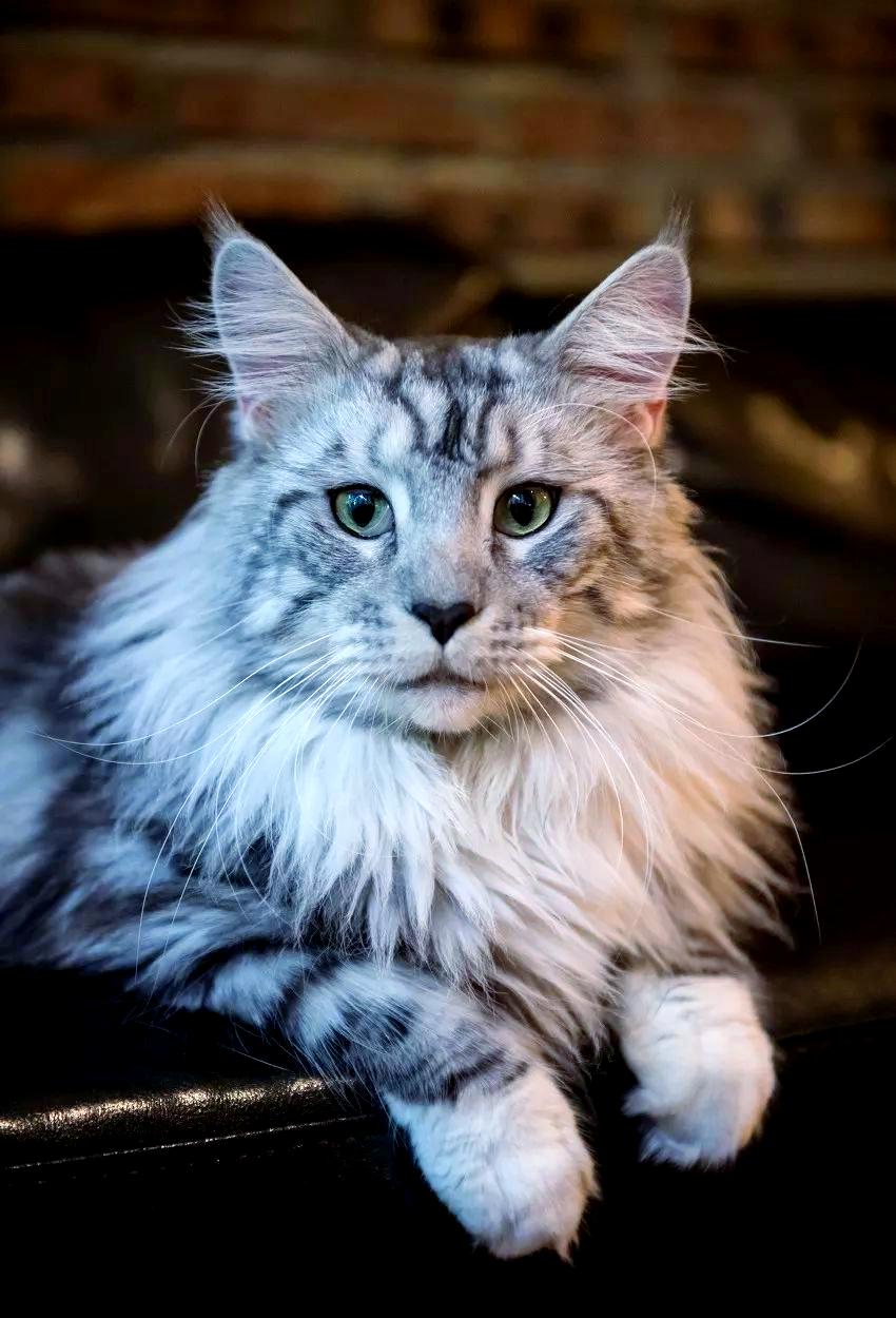 非纯种猫(不是纯种猫叫什么品种)