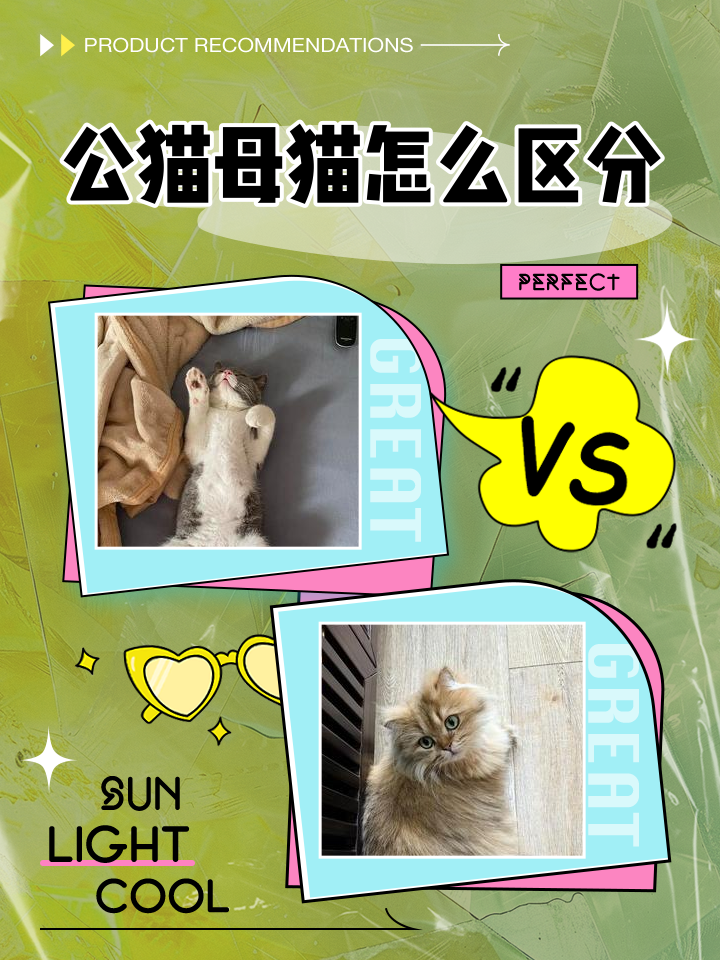 养两只猫和一只猫的区别(养两只猫比养一只猫开销要大很多吗)