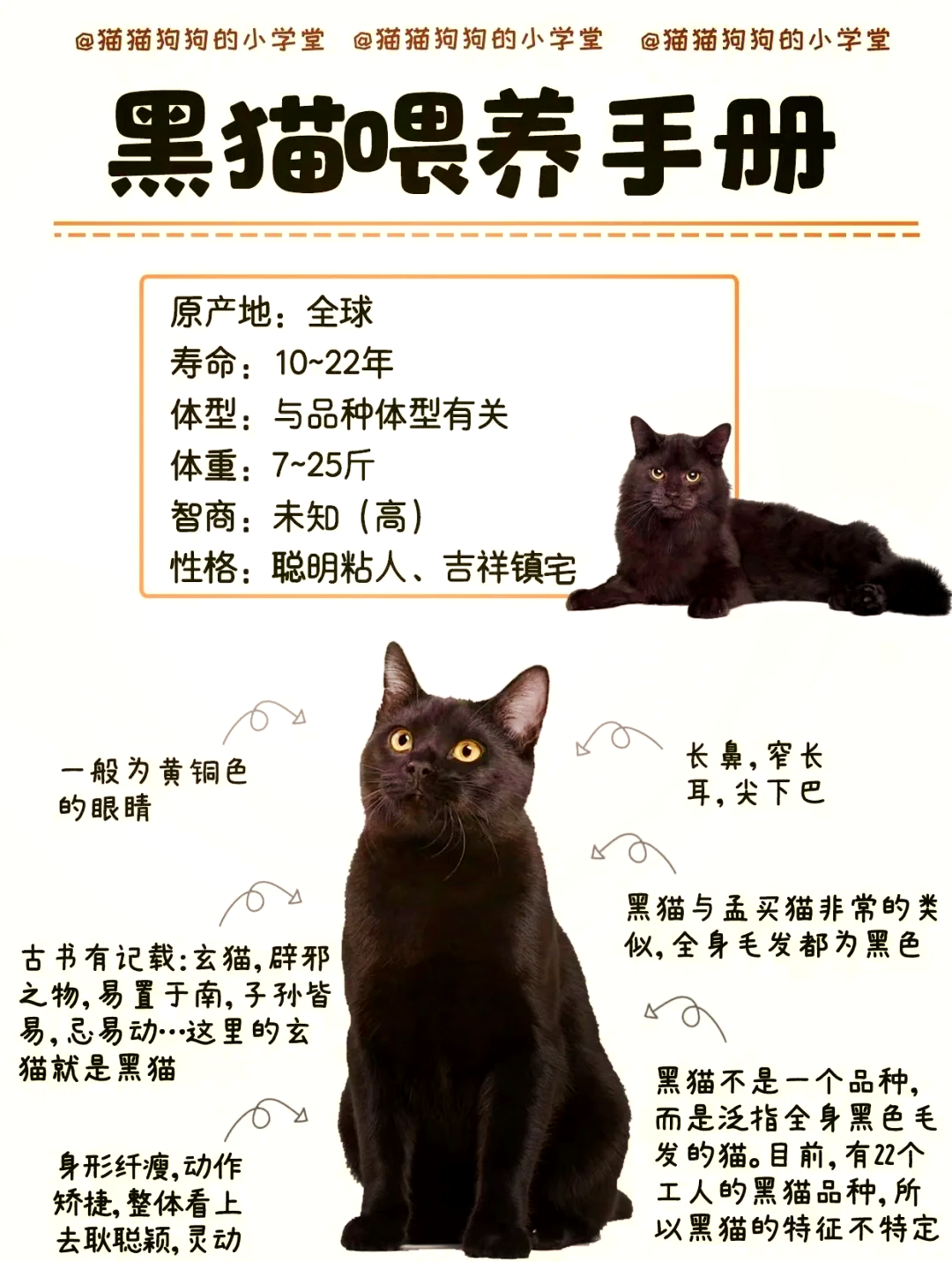 黑猫名字招财(黑猫取名100个) 黑猫名字招财(黑猫取名100个)