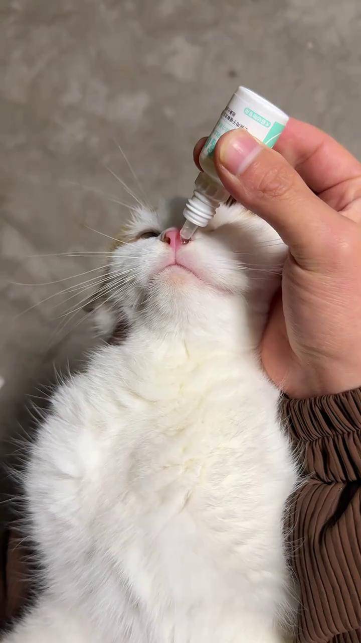 猫咪鼻子湿润摸了有水(猫咪鼻子湿润摸了有水珠)