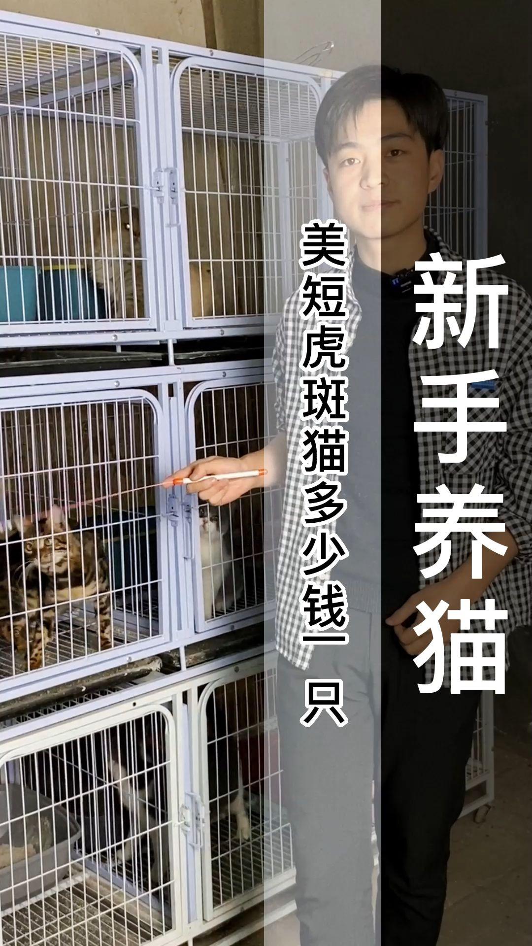 美短虎斑多少钱一只(为什么不建议养虎斑猫) 美短虎斑多少钱一只(为什么不建议养虎斑猫)