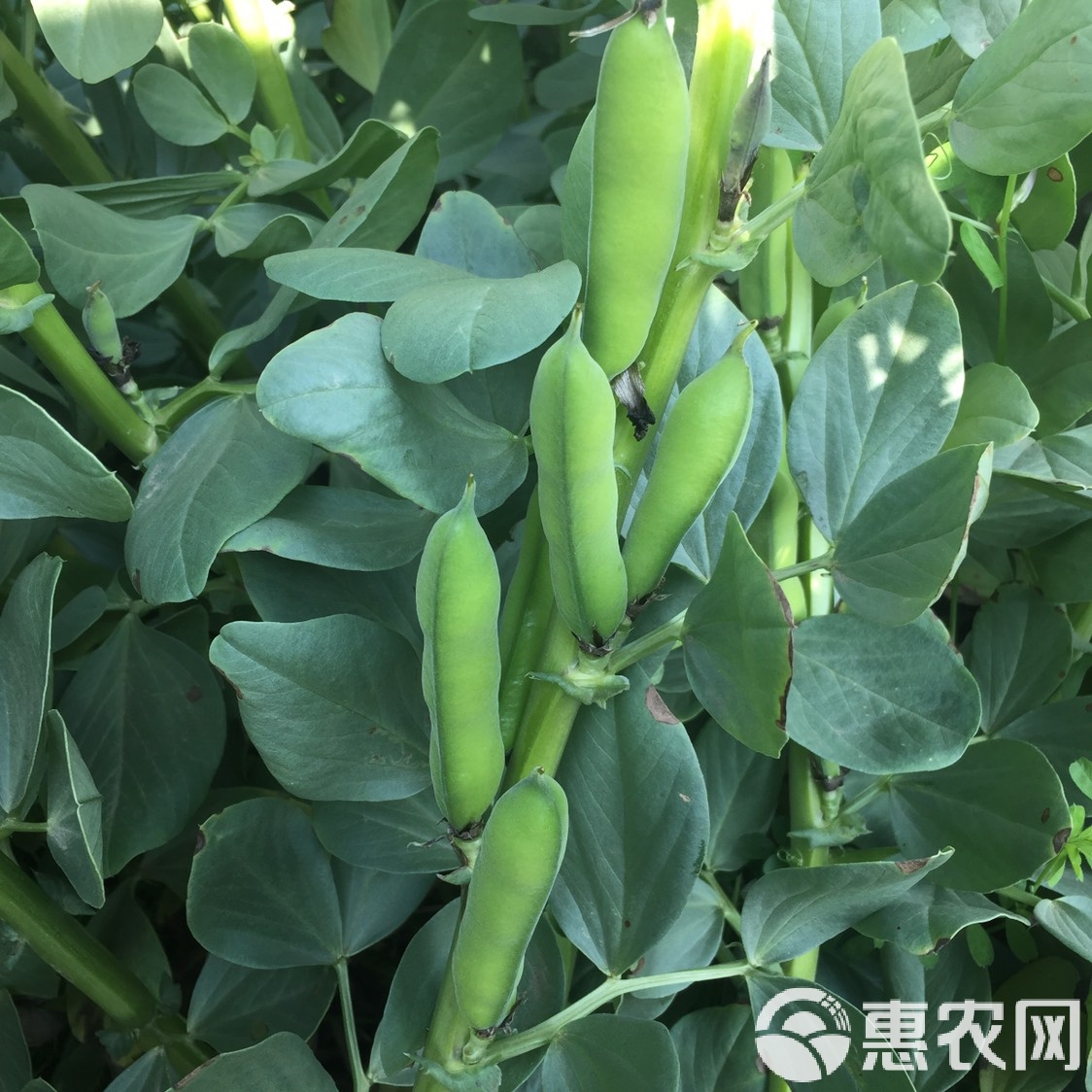 鲜胡豆怎么储藏(新鲜胡豆的储存方法) 鲜胡豆怎么储藏(新鲜胡豆的储存方法)