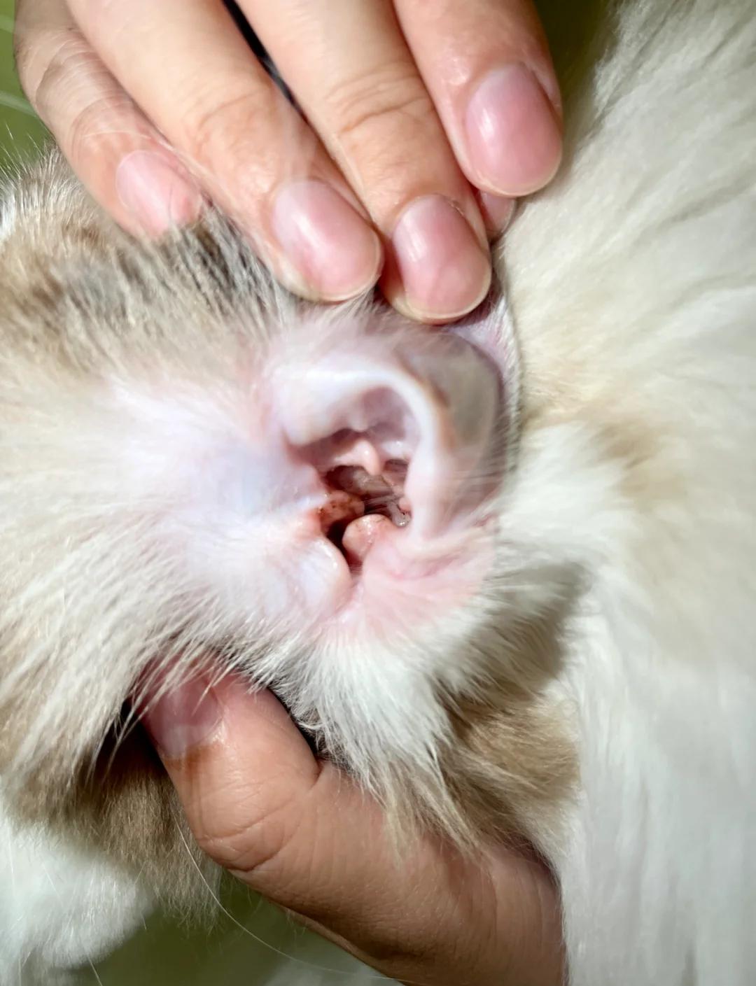 猫咪耳朵热热的是怎么回事(猫咪耳朵热热的是怎么回事啊)