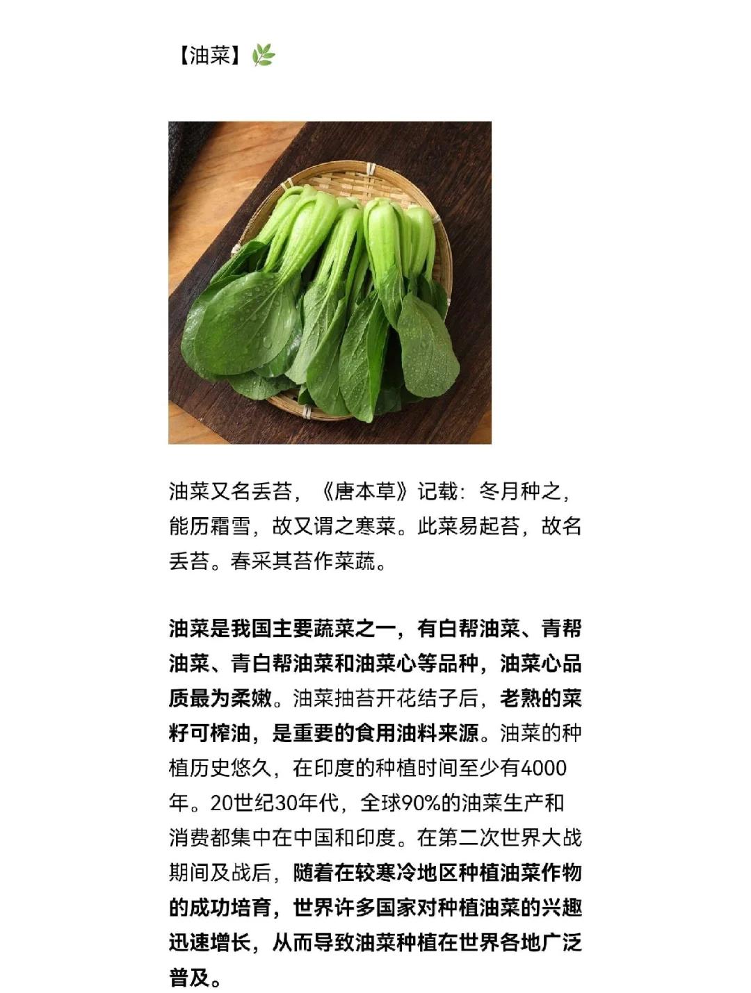 油菜是什么菜(油菜指的是哪蔬菜) 油菜是什么菜(油菜指的是哪蔬菜)