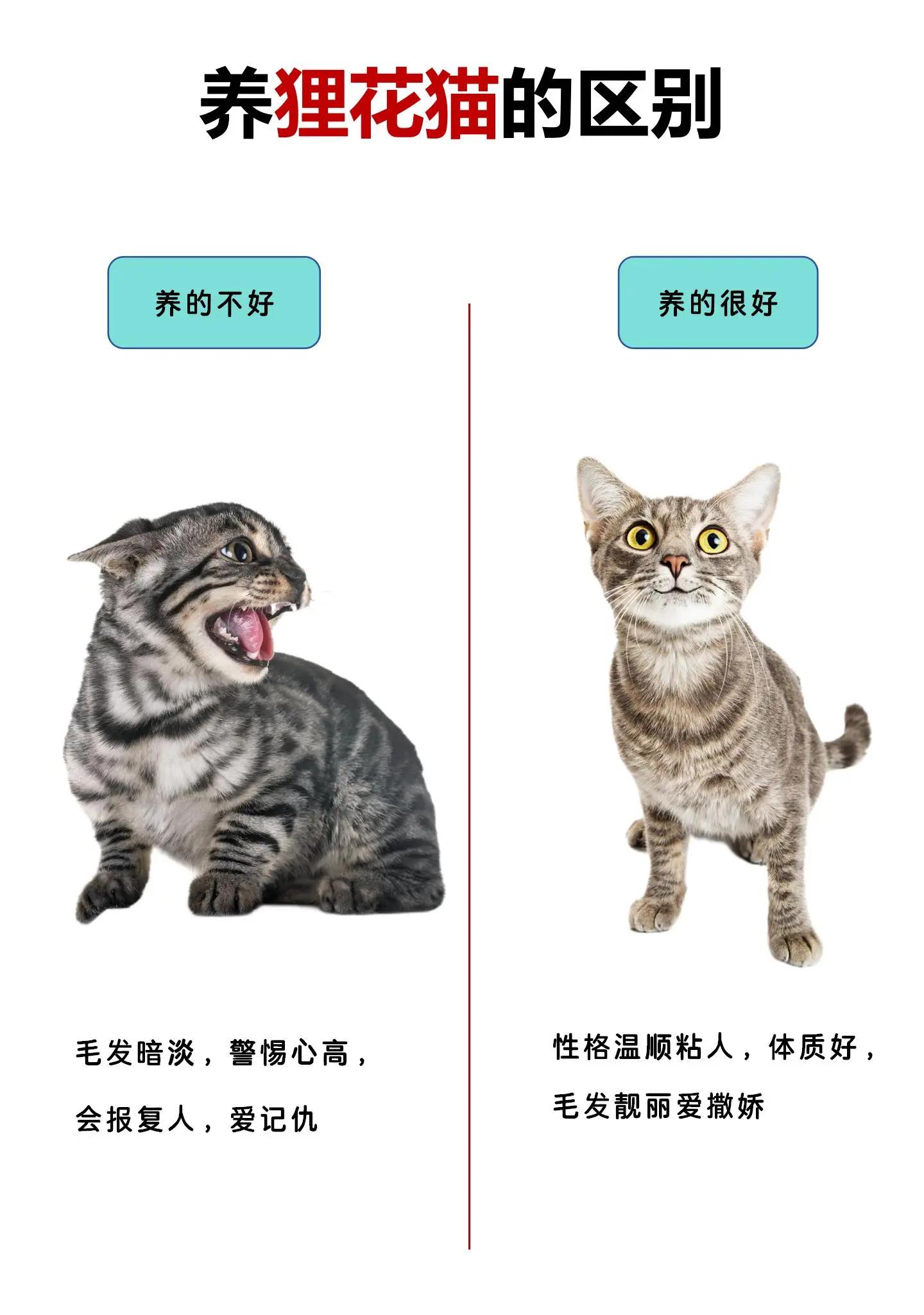 闹猫是什么意思(闹猫的是公猫还是母猫)
