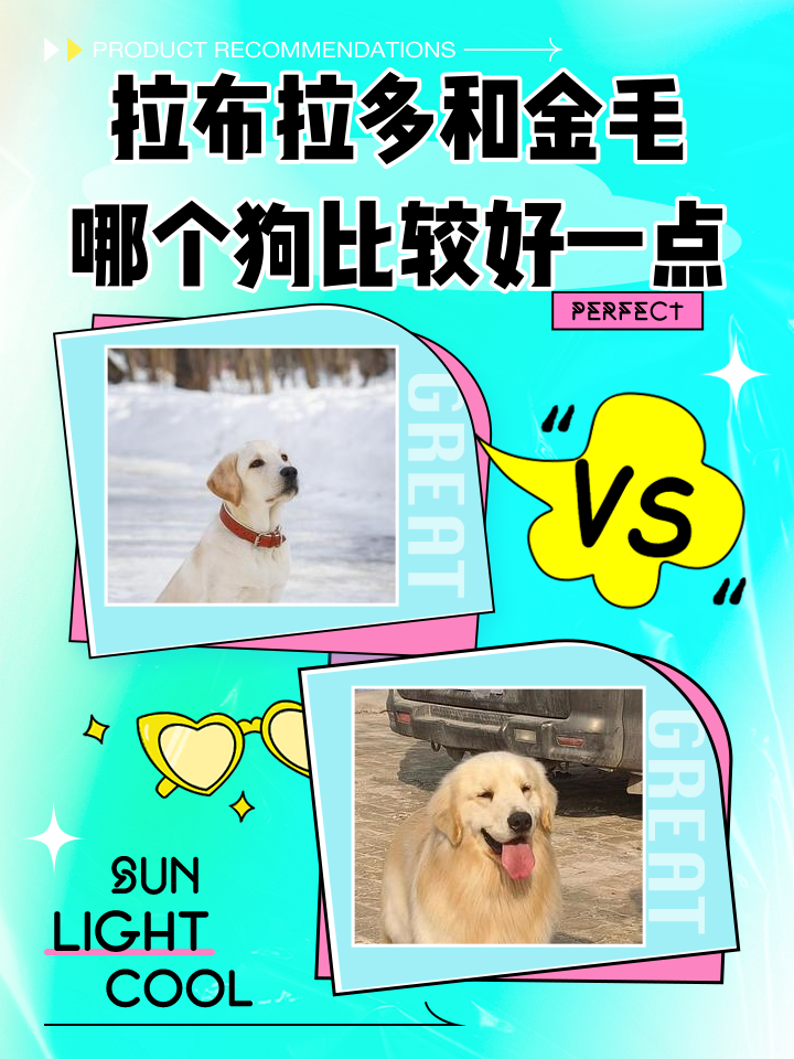 金毛属于中型犬还是大型犬(金毛属于中型犬还是大型犬呢) 金毛属于中型犬还是大型犬(金毛属于中型犬还是大型犬呢)