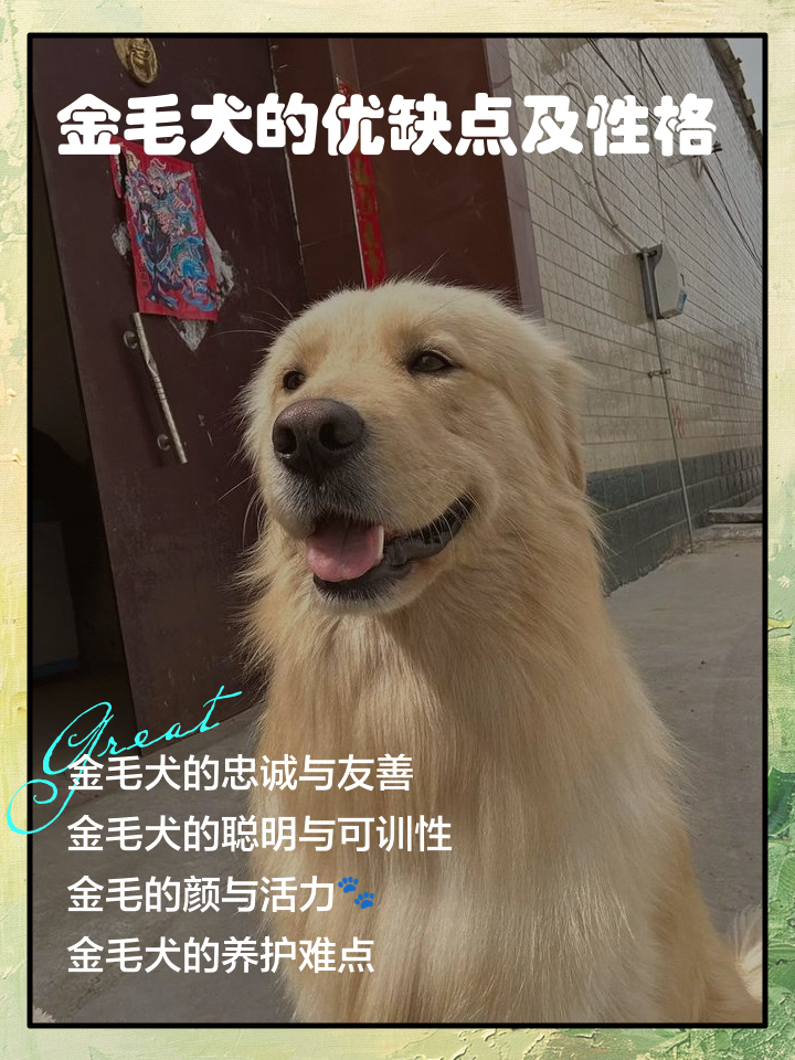 金毛属于中型犬还是大型犬(金毛属于中型犬还是大型犬呢) 金毛属于中型犬还是大型犬(金毛属于中型犬还是大型犬呢)