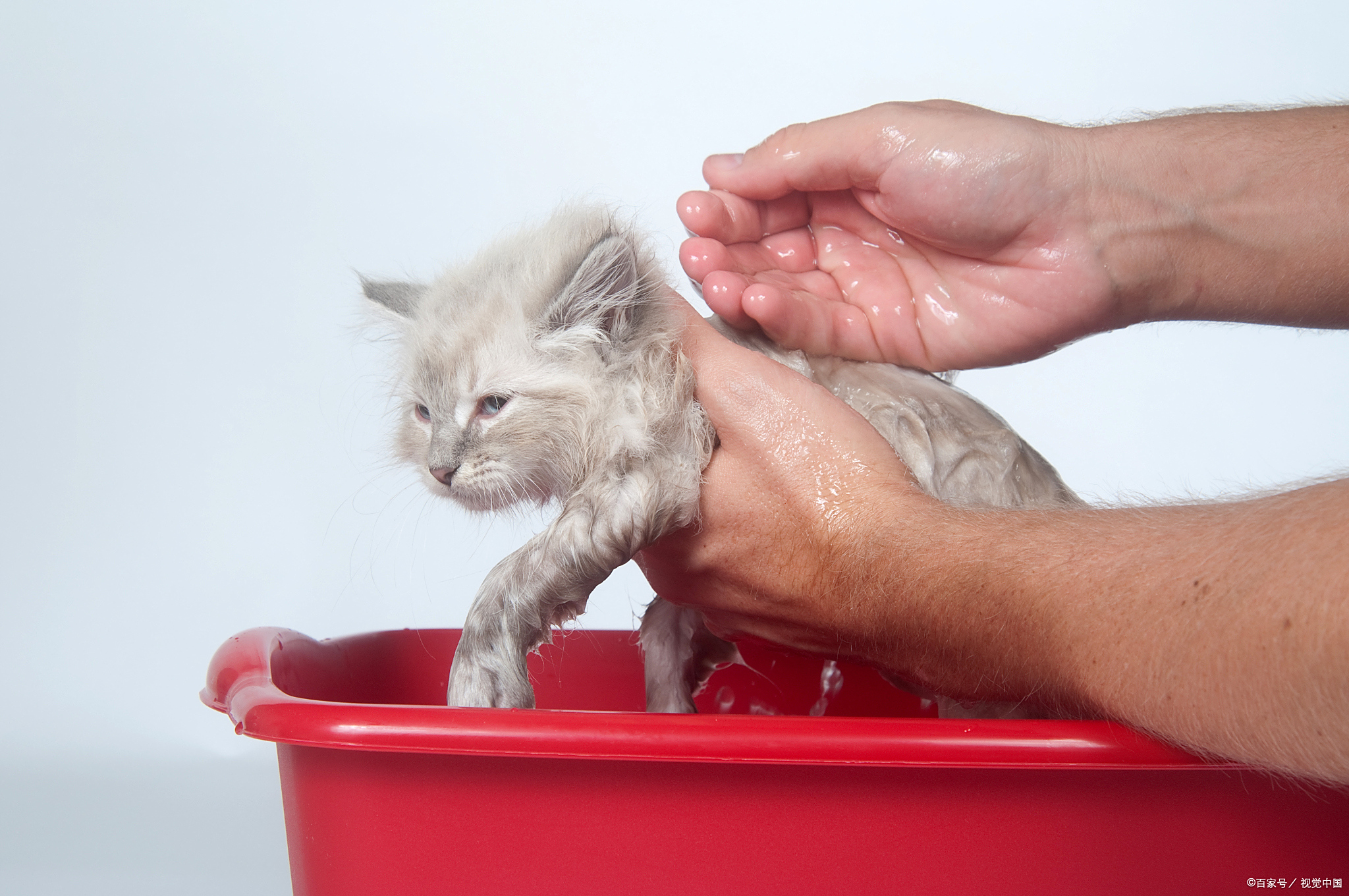 猫多大可以洗澡(猫多大可以洗澡驱虫)