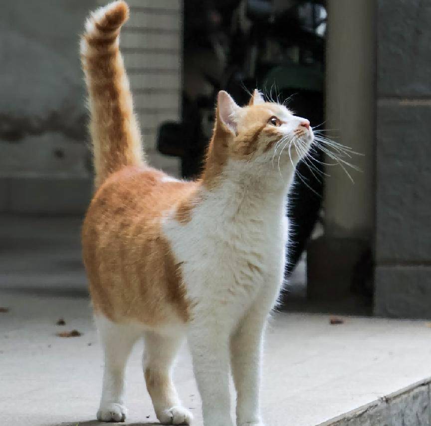 猫尾巴竖起来什么意思(小奶猫尾巴竖起来什么意思)