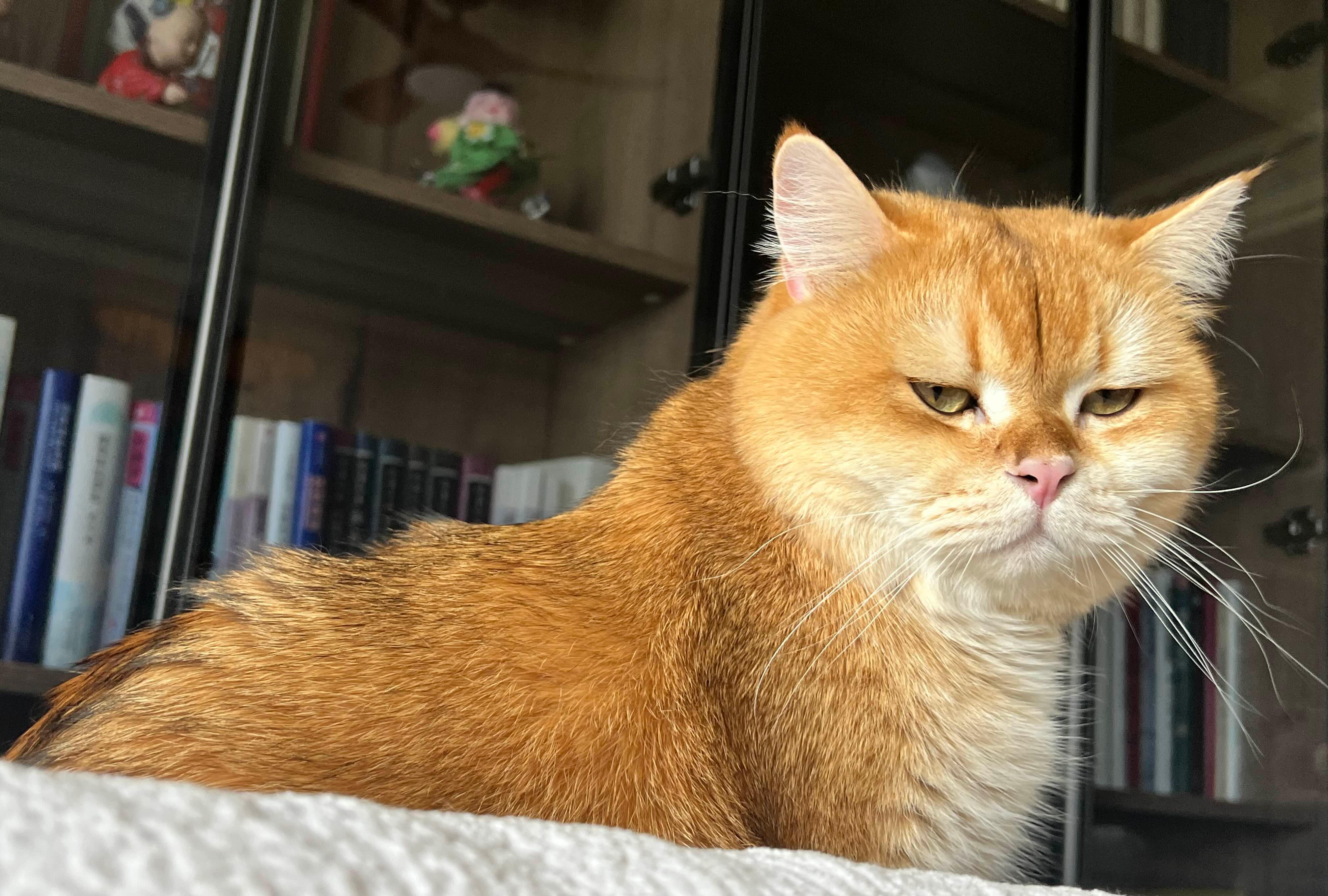 猫发腮的黄金期(猫咪发腮黄金时期)