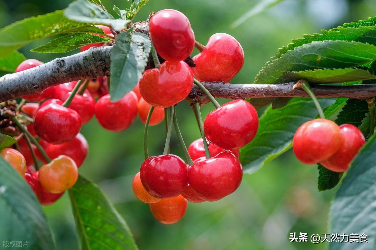 六月有什么水果(六月有什么水果成熟)