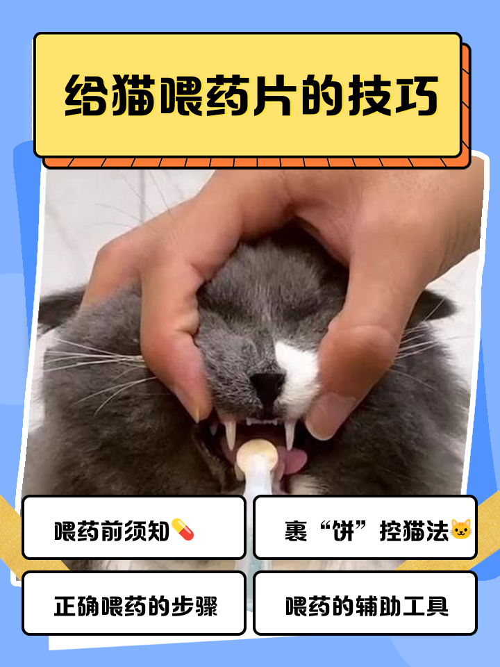 猫生产时主人怎么帮(猫咪生产中应该帮忙做些什么) 猫生产时主人怎么帮(猫咪生产中应该帮忙做些什么)