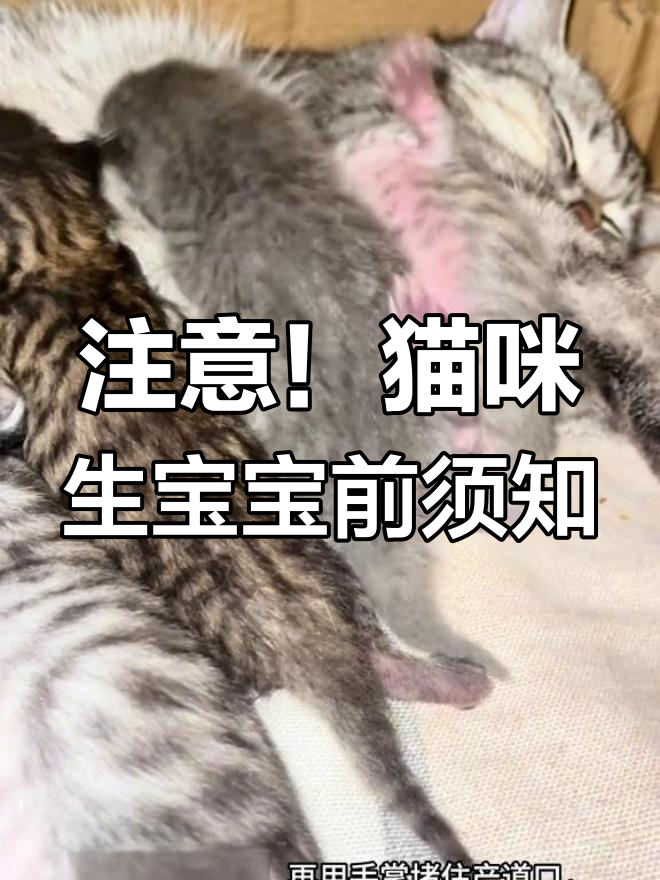 猫生产时主人怎么帮(猫咪生产中应该帮忙做些什么) 猫生产时主人怎么帮(猫咪生产中应该帮忙做些什么)