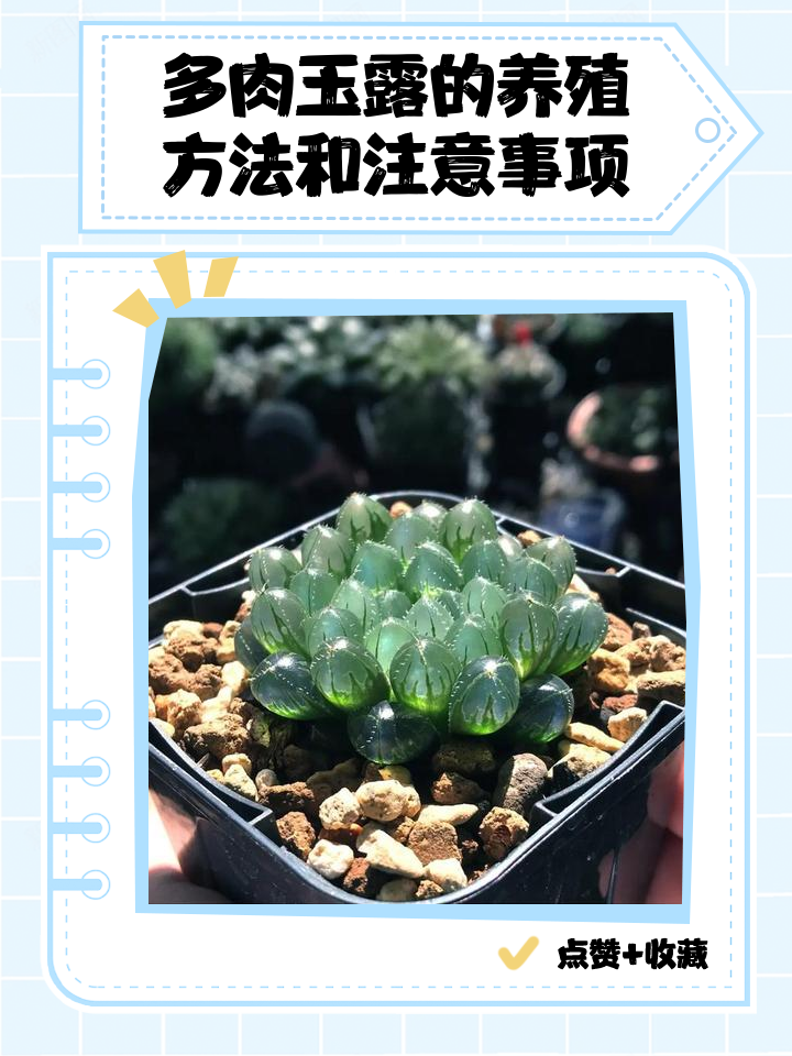 玉坠多肉怎么养的又肥又胖又长(玉坠多肉怎么养的又肥又胖又长呢) 玉坠多肉怎么养的又肥又胖又长(玉坠多肉怎么养的又肥又胖又长呢)
