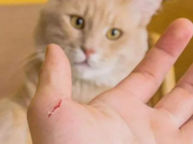 猫被打的半死的状态(猫被打的半死的状态是什么) 猫被打的半死的状态(猫被打的半死的状态是什么)