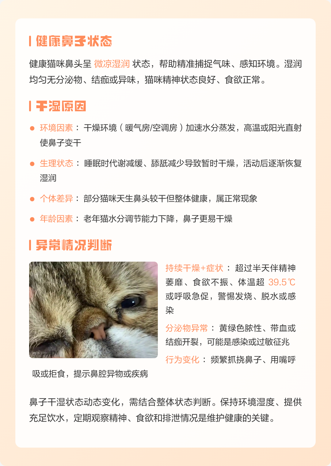小猫鼻子干燥是正常的嘛(小猫鼻子干干的但是很活跃) 小猫鼻子干燥是正常的嘛(小猫鼻子干干的但是很活跃)