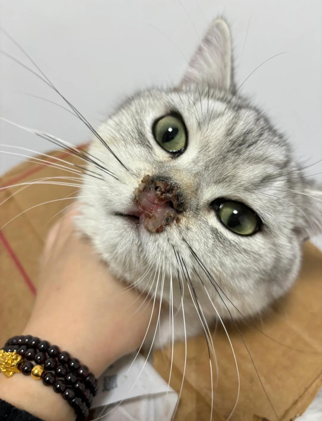 小猫鼻子干燥是正常的嘛(小猫鼻子干干的但是很活跃) 小猫鼻子干燥是正常的嘛(小猫鼻子干干的但是很活跃)