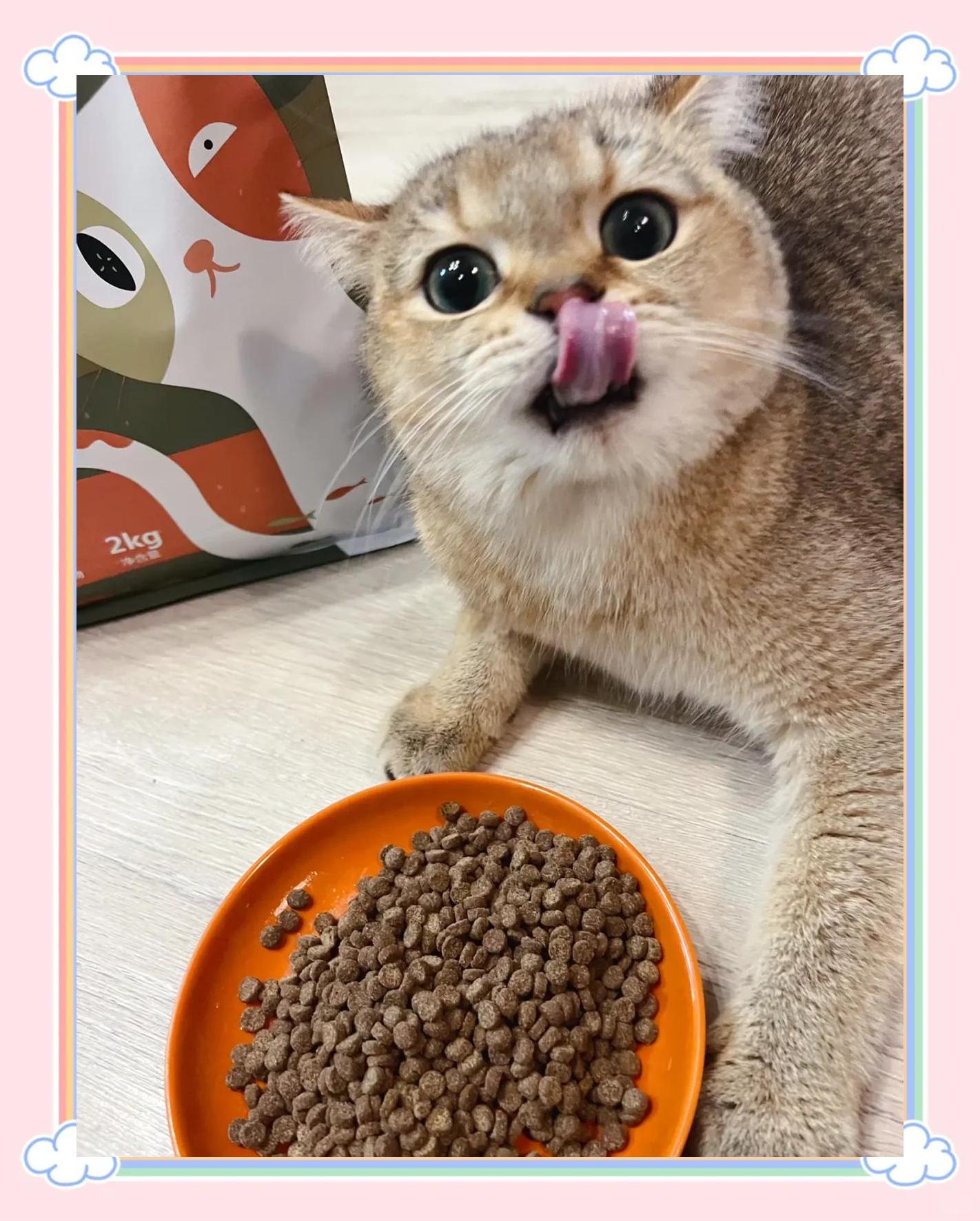 猫咪能吃芒果吗(猫可以吃芒果吗ma)