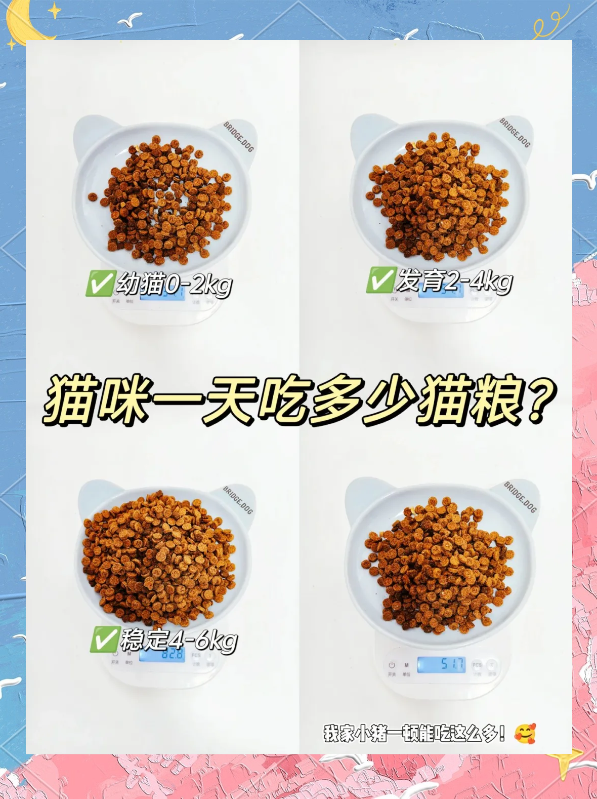 猫咪一天喂几次比较好(三个月猫咪一天喂多少猫粮)