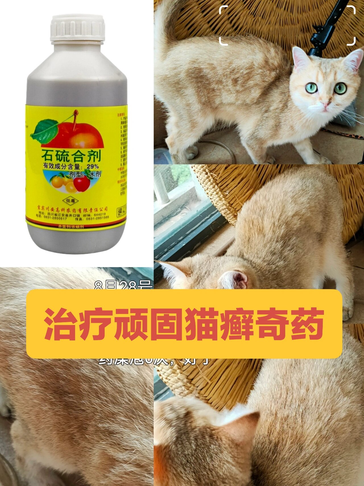 人被传染猫癣用什么药(人被传染了猫藓怎么办擦什么药膏)
