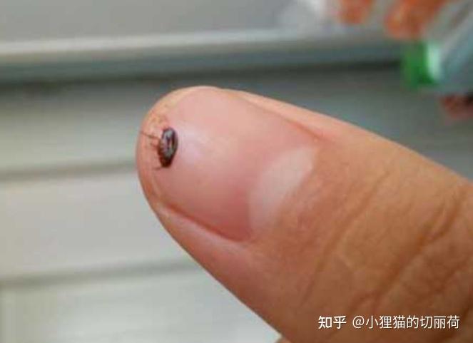 猫身上的跳蚤会传染给人吗(猫身上的跳蚤会到人身上吗?)