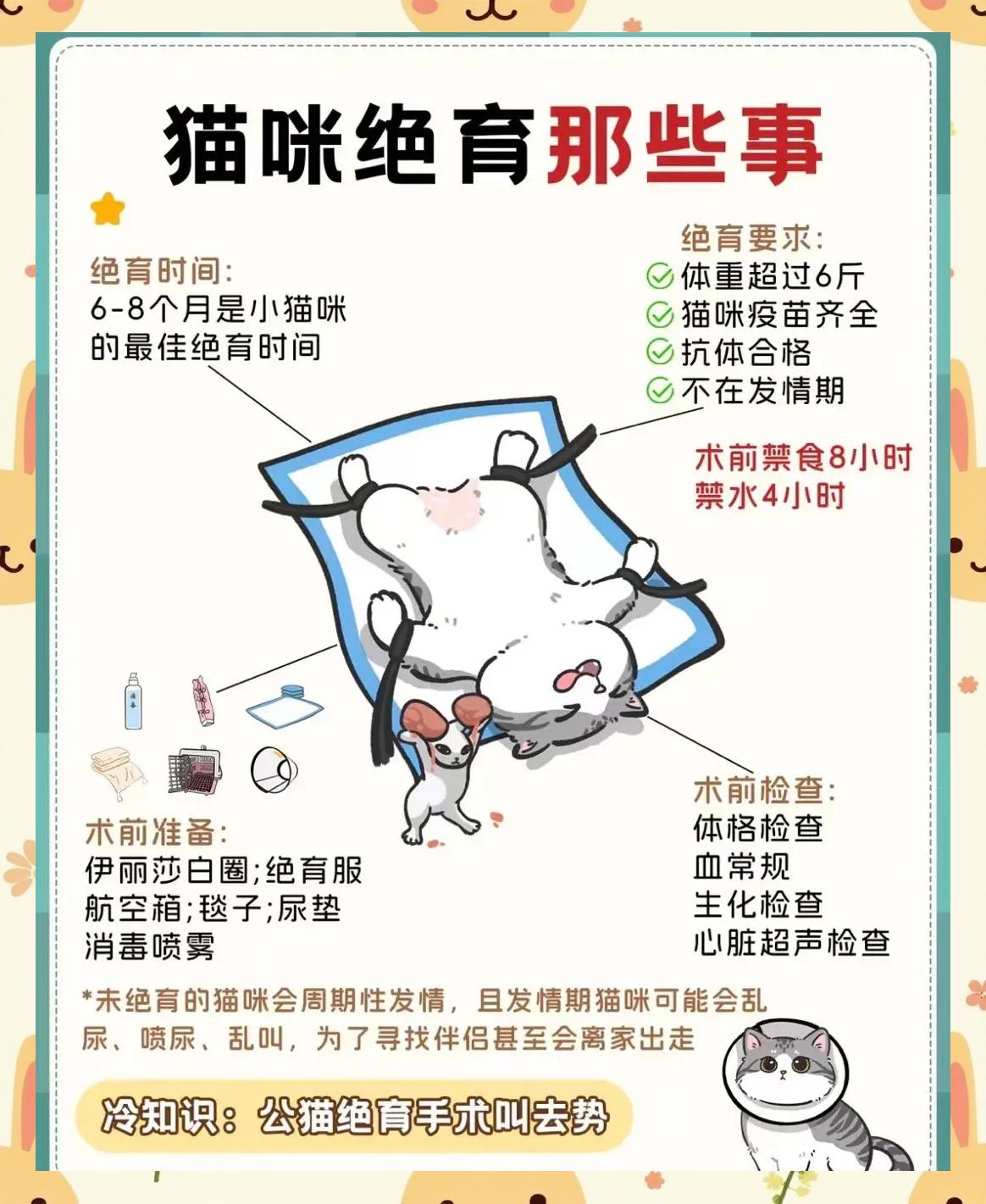 猫咪打疫苗前后要注意什么(猫咪打预防针之前应该注意啥)