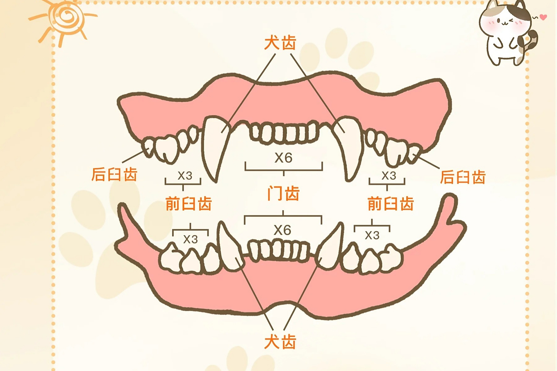 小猫几个月换牙(小猫几个月换牙?)