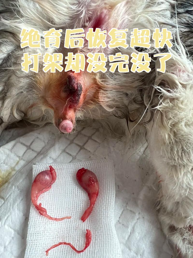 绝育是什么意思(小猫绝育是什么意思) 绝育是什么意思(小猫绝育是什么意思)