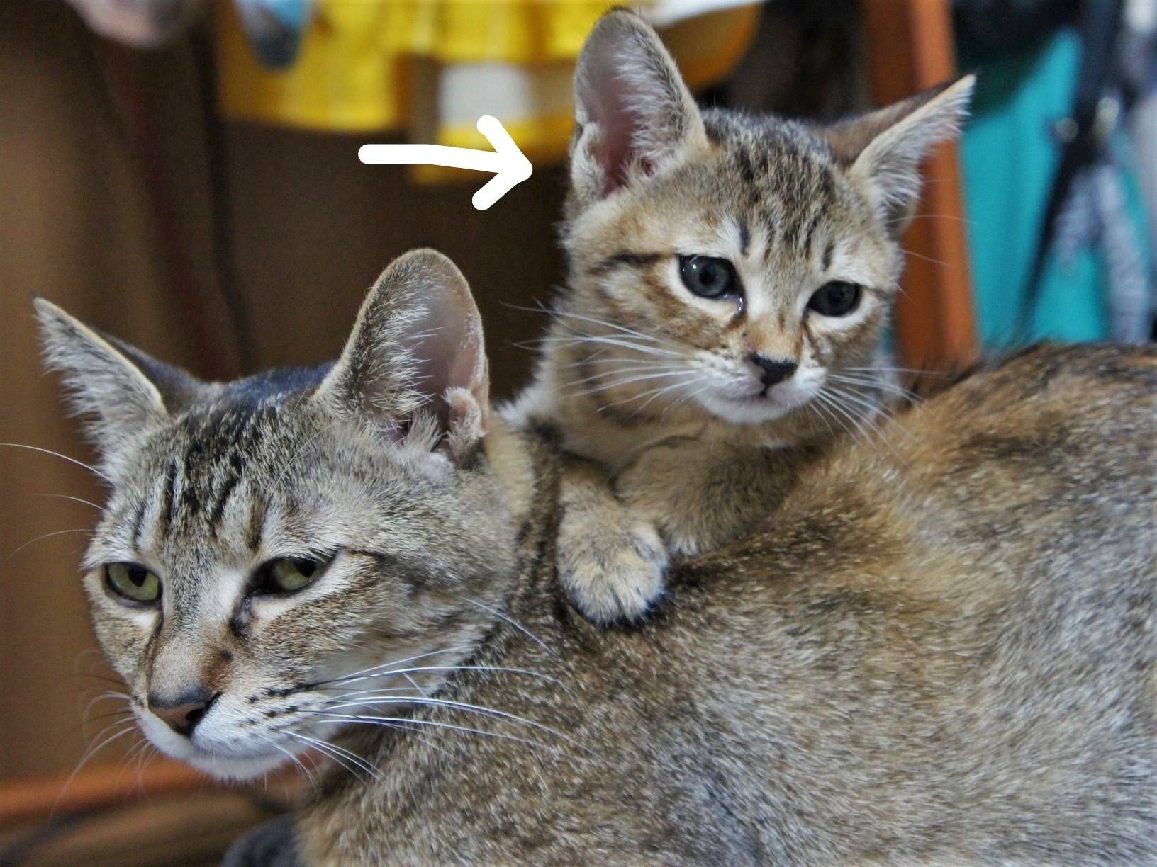 猫难产的表现(猫难产的表现和症状)