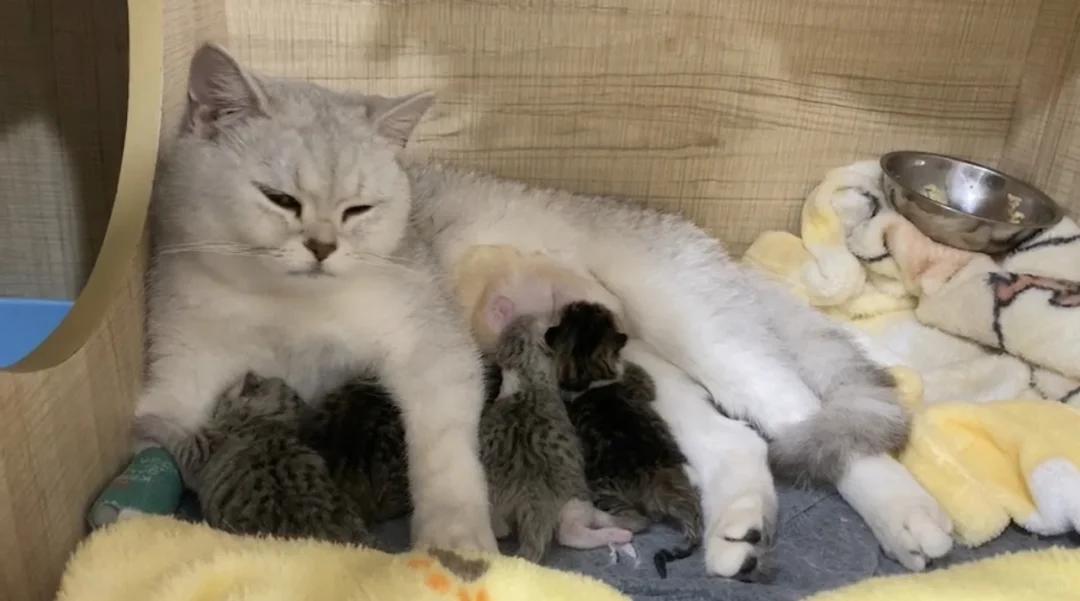 猫难产的表现(猫难产的表现和症状)