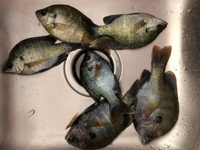 重出江湖打一动物(重出江湖的动物是什么生肖)