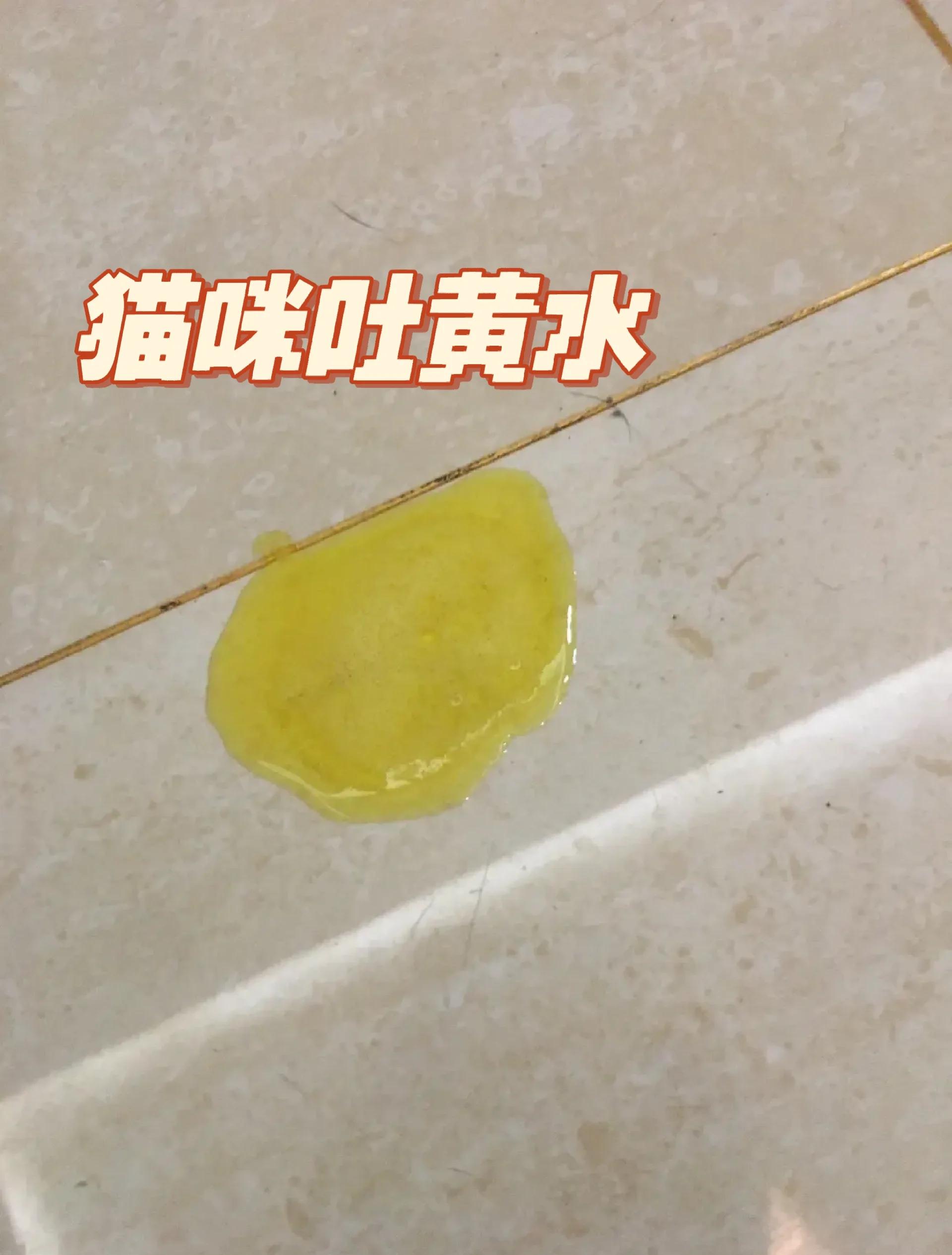 猫咪拉黄色的稀便便(猫咪拉黄色的稀便便可以吃鸡蛋黄吗)