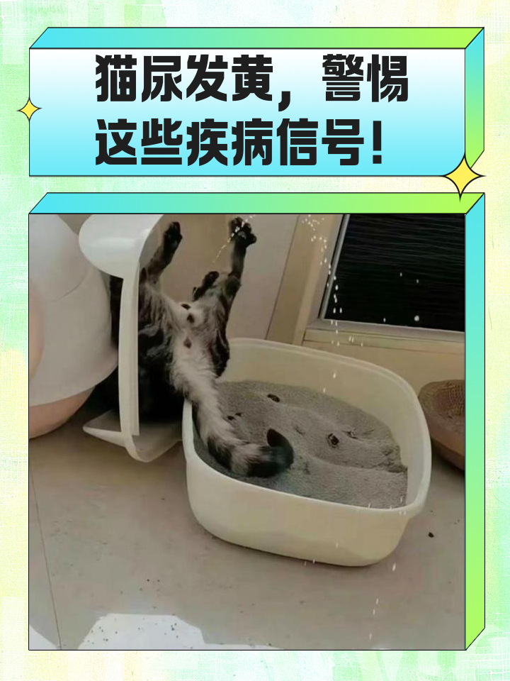 猫咪拉黄色的稀便便(猫咪拉黄色的稀便便可以吃鸡蛋黄吗)