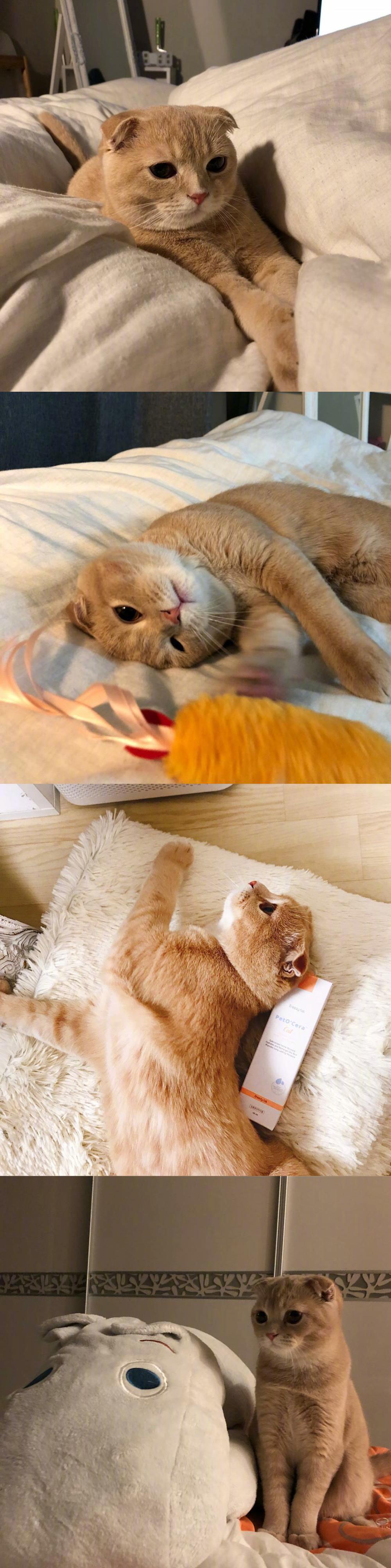 什么是吸猫(什么是吸猫体质) 什么是吸猫(什么是吸猫体质)