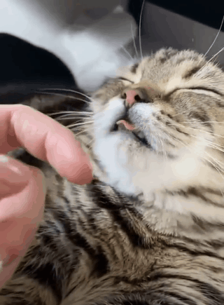 什么是吸猫(什么是吸猫体质) 什么是吸猫(什么是吸猫体质)