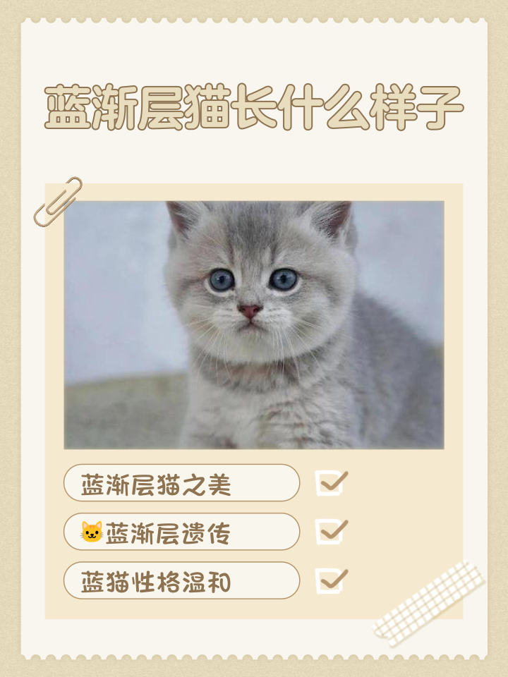 蓝猫取什么名字好听(蓝猫最旺最顺口的名字)