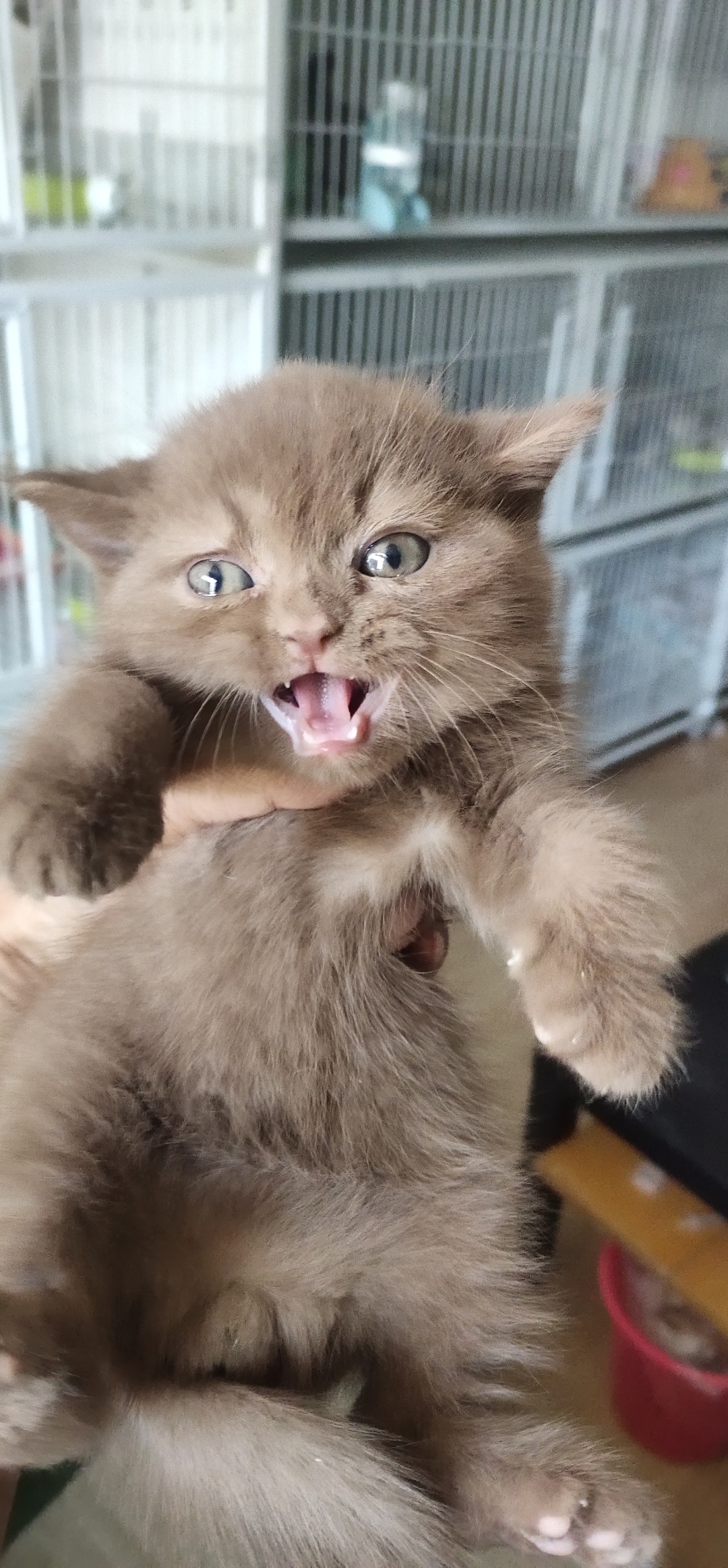 猫色(茅塞顿开的意思) 猫色(茅塞顿开的意思)