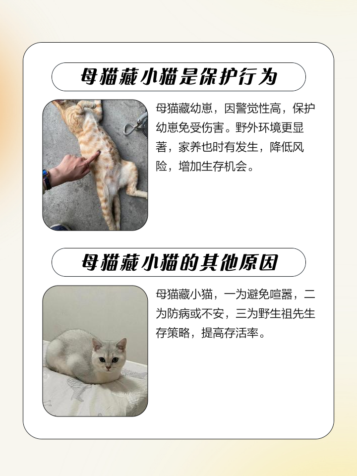 怎么阻止母猫叼走小猫(有什么办法阻止母猫把小猫叼来叼去)