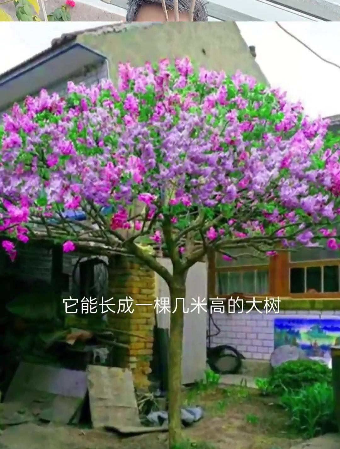丁香花的越冬方法(丁香花的越冬方法广播剧) 丁香花的越冬方法(丁香花的越冬方法广播剧)