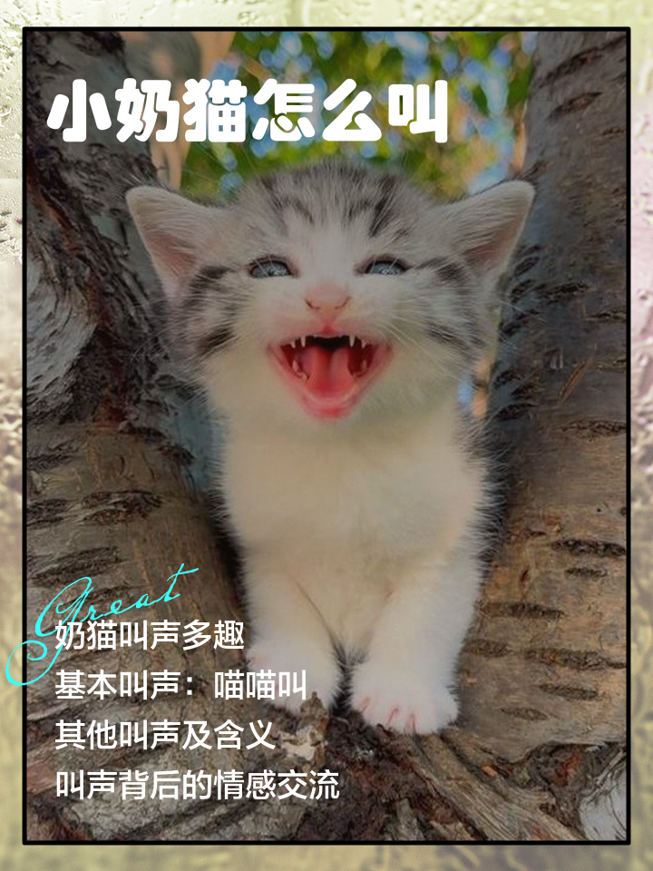猫咪老叫唤什么原因(猫咪老叫唤什么原因引起的) 猫咪老叫唤什么原因(猫咪老叫唤什么原因引起的)