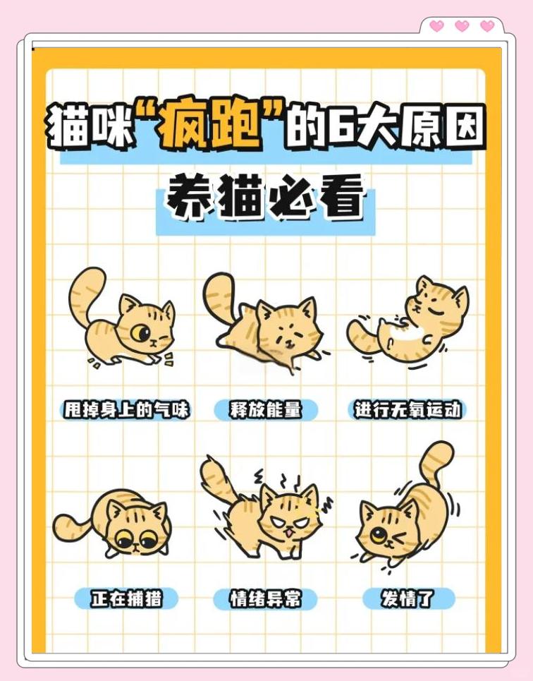 猫咪突然很兴奋到处跑(猫咪突然很兴奋到处跑动) 猫咪突然很兴奋到处跑(猫咪突然很兴奋到处跑动)