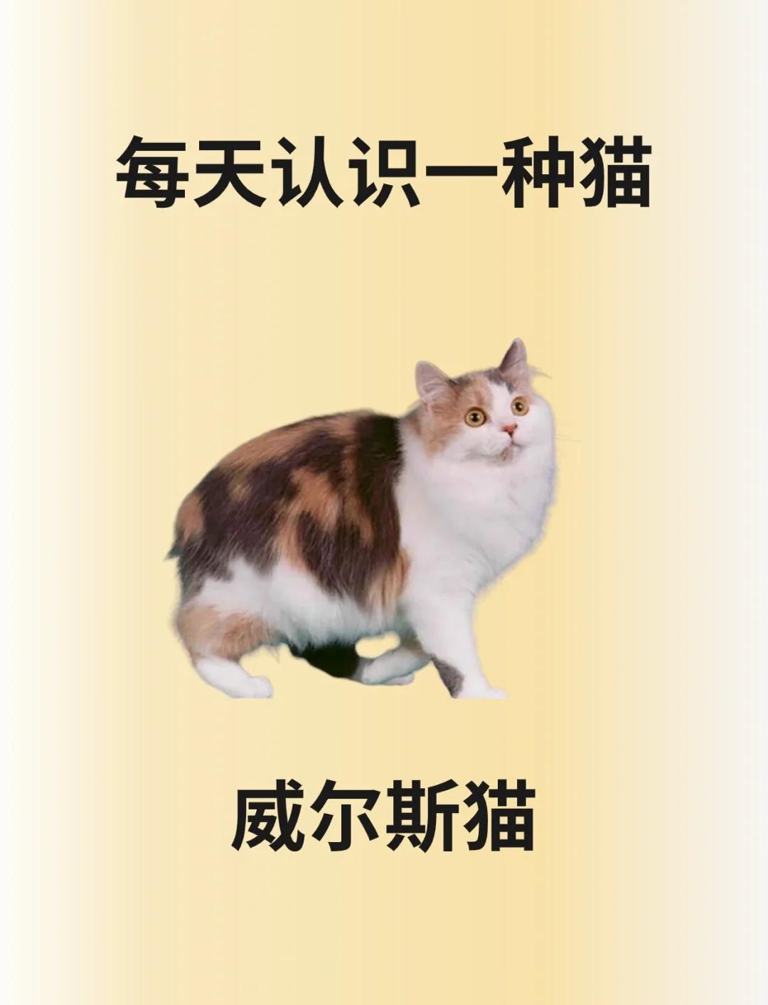 卡尔特猫(卡尔特猫是哪个国家的)