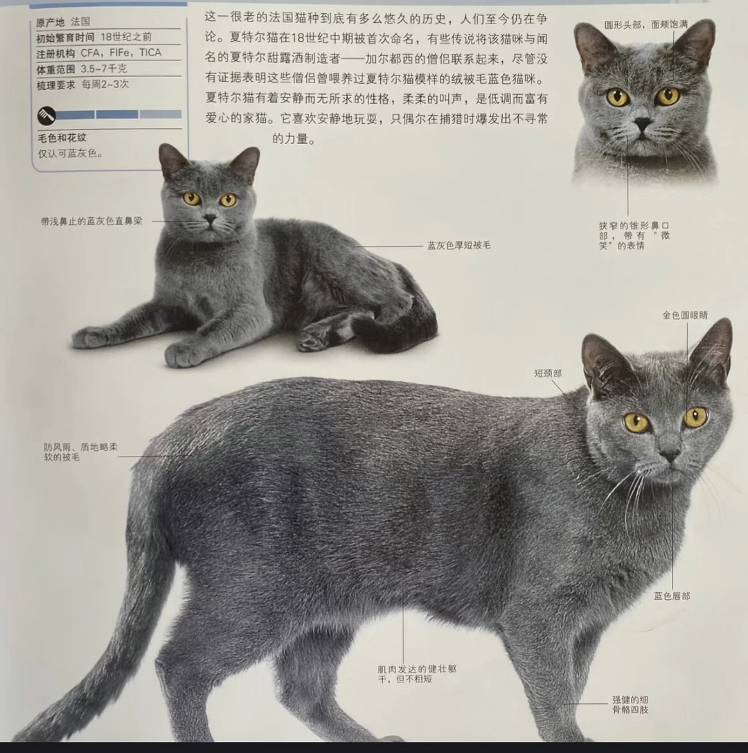 卡尔特猫(卡尔特猫是哪个国家的)