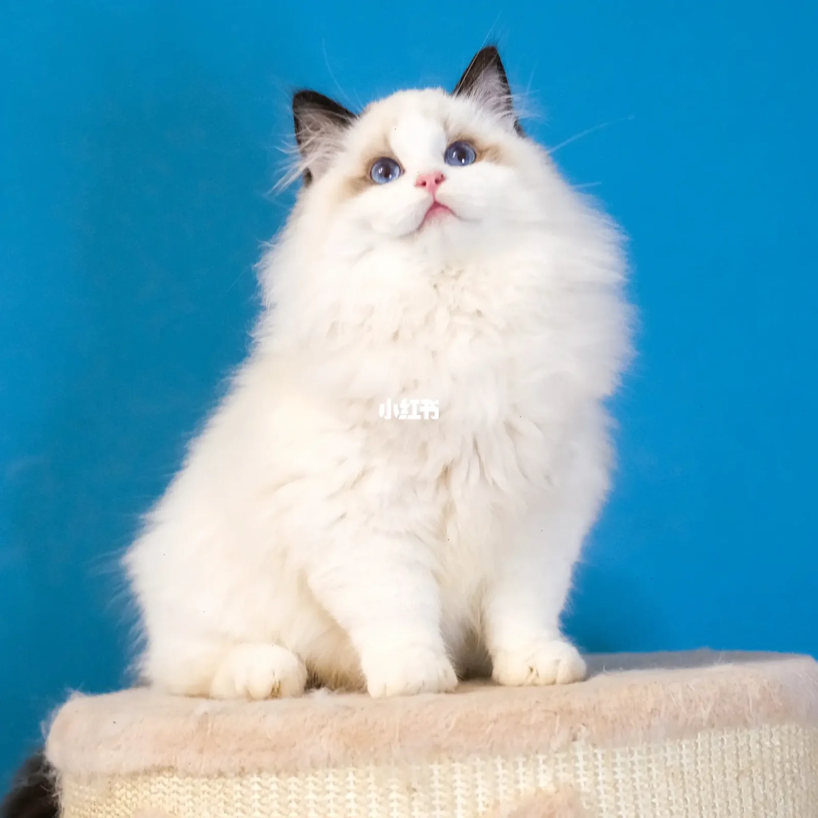 海双布偶猫图片(海双布偶猫图片大全) 海双布偶猫图片(海双布偶猫图片大全)